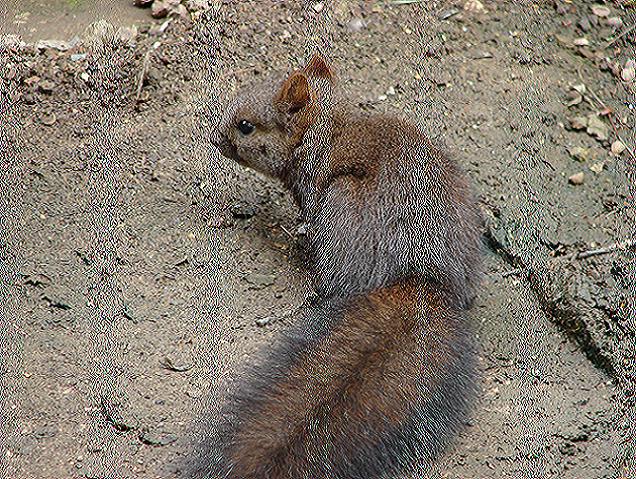Fotogaléria Chránená fauna Ihráča (13) Chránená fauna Ihráča